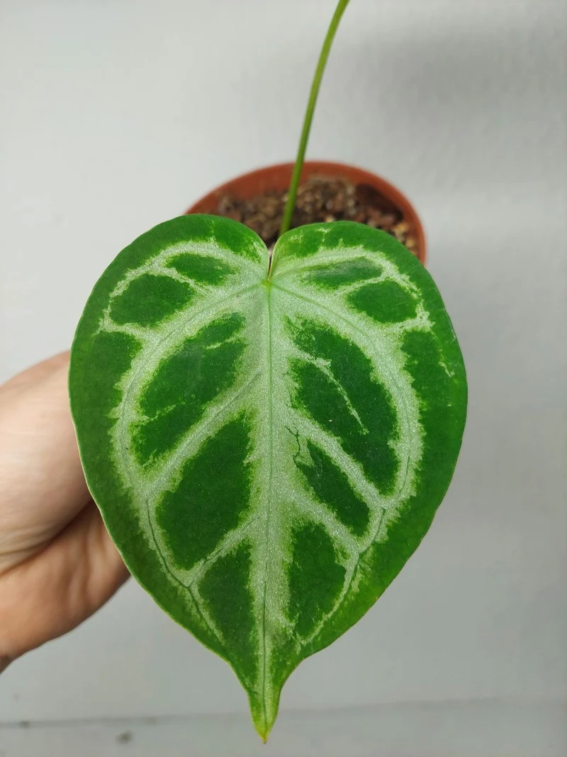 Sad Plants