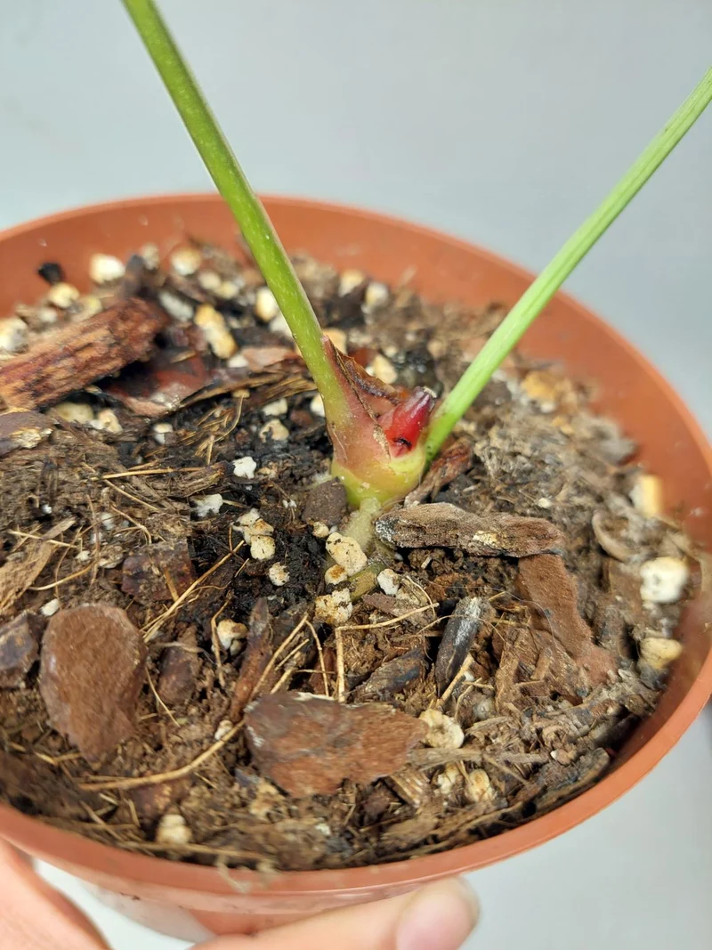 Sad Plants