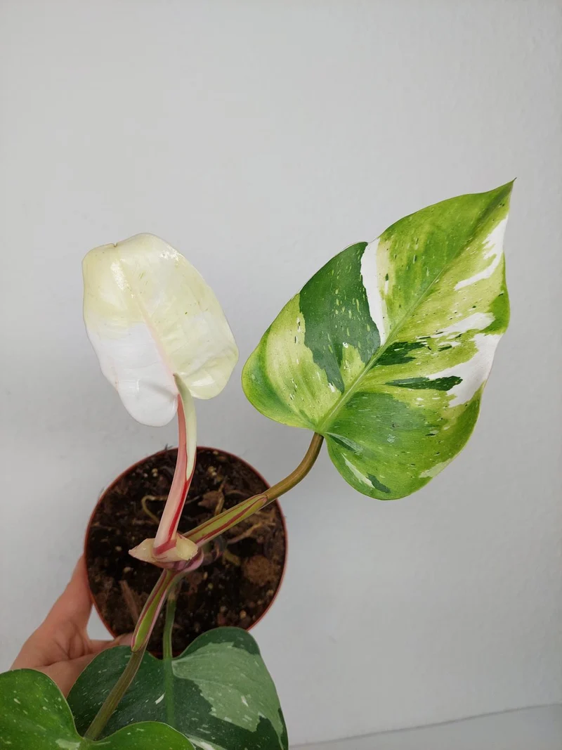 Sad Plants