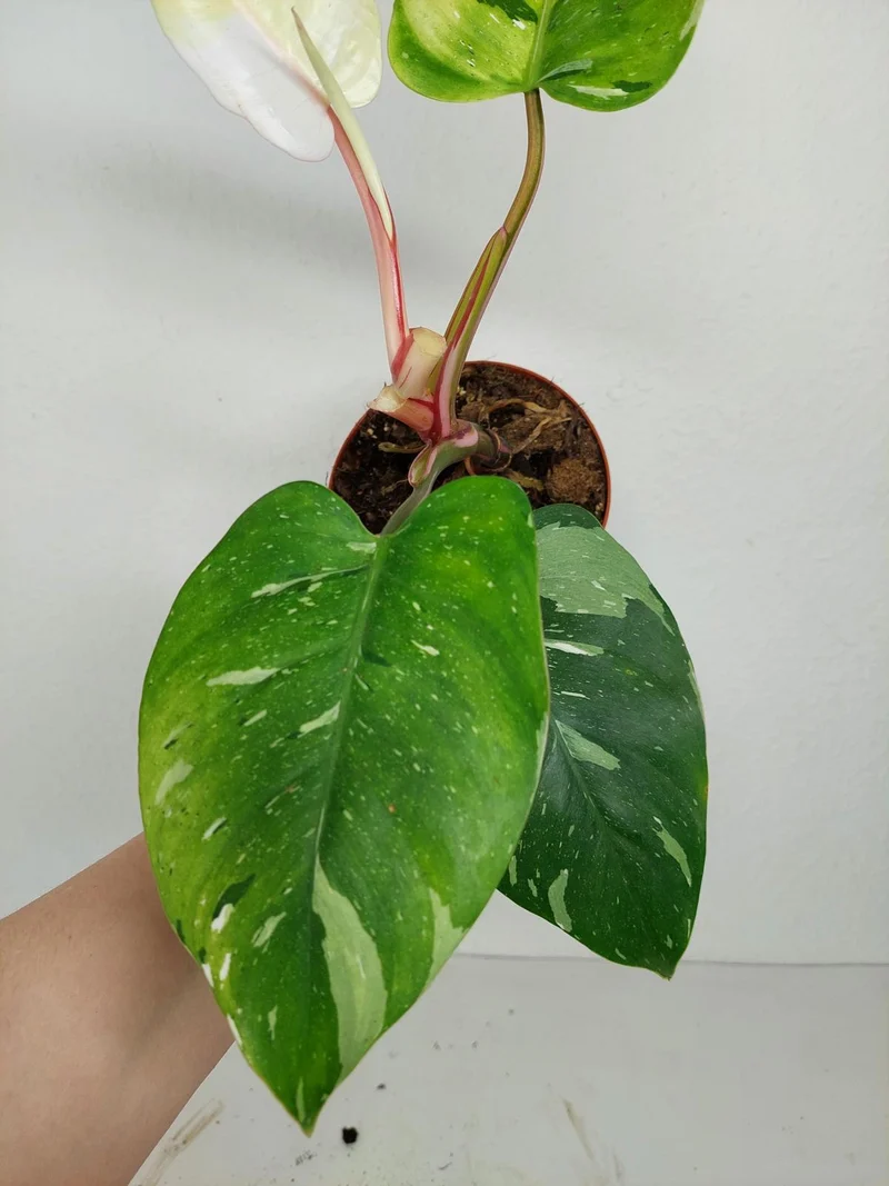 Sad Plants