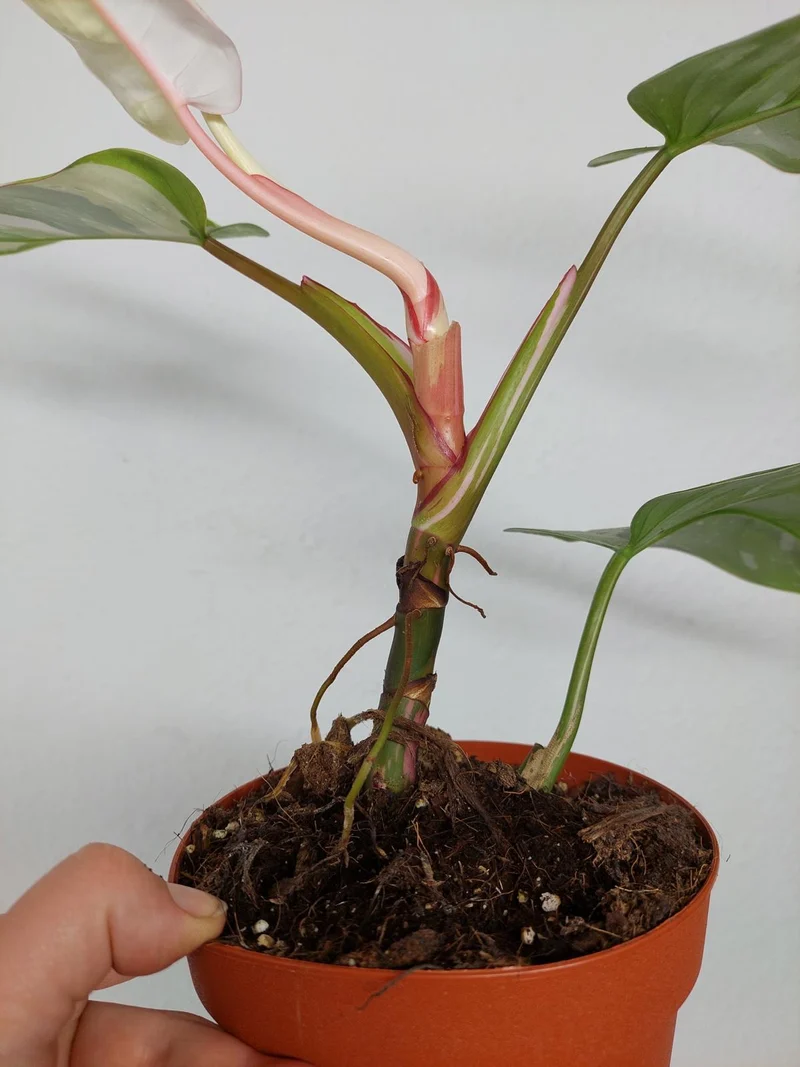 Sad Plants