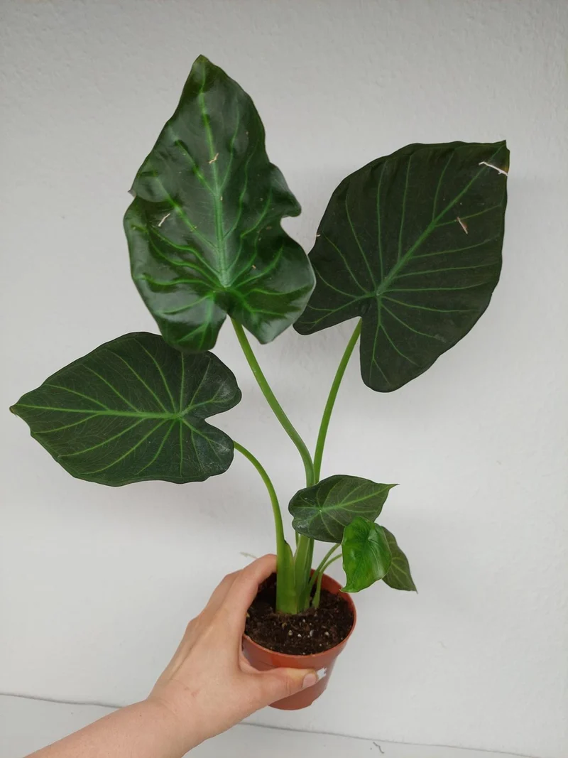 Sad Plants
