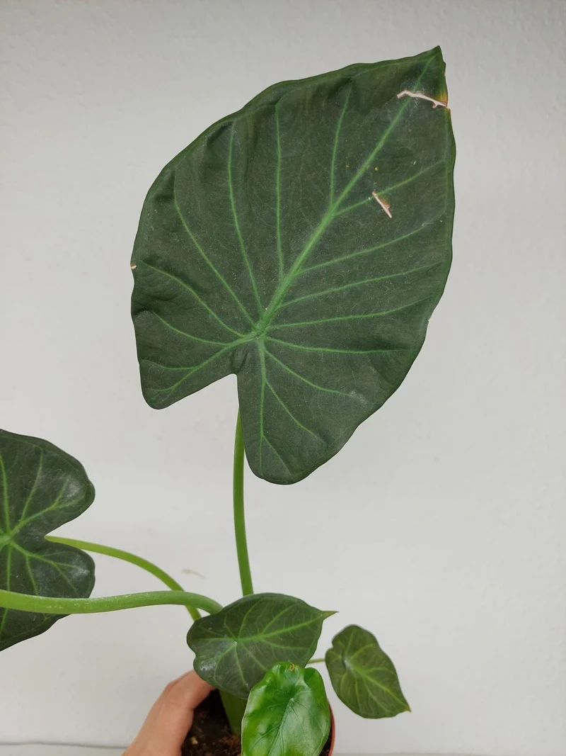 Sad Plants