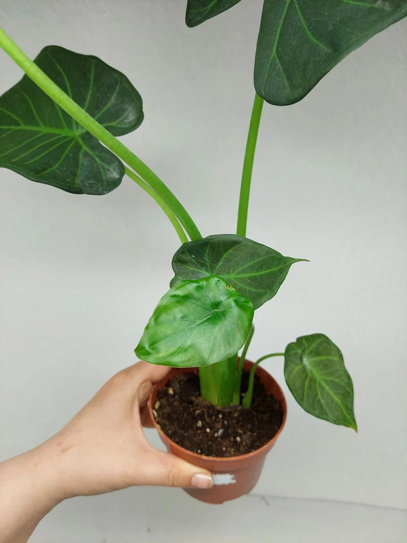 Sad Plants