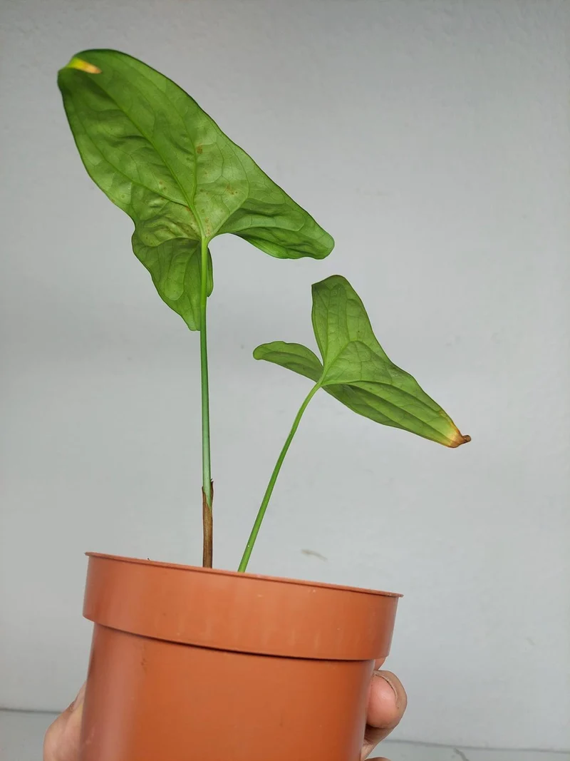 Sad Plants