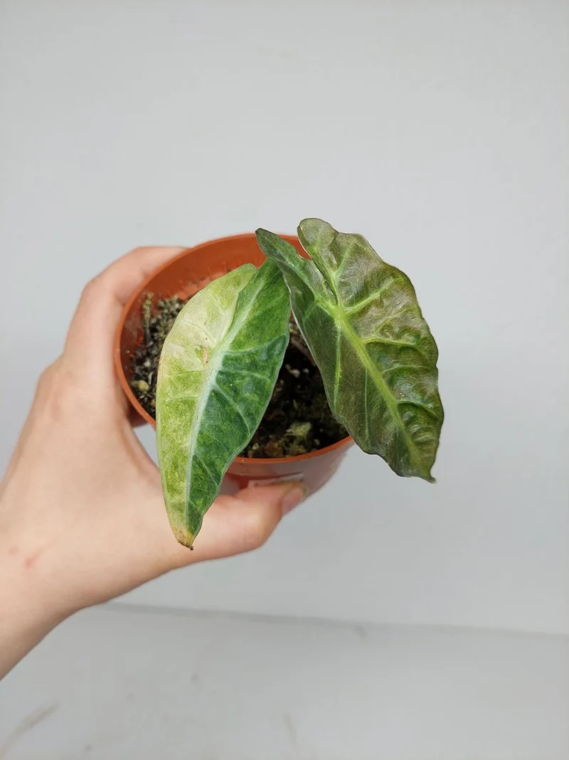 Sad Plants