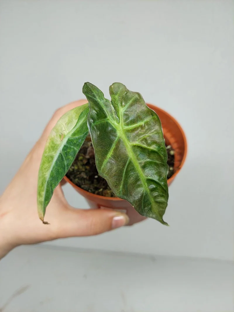 Sad Plants