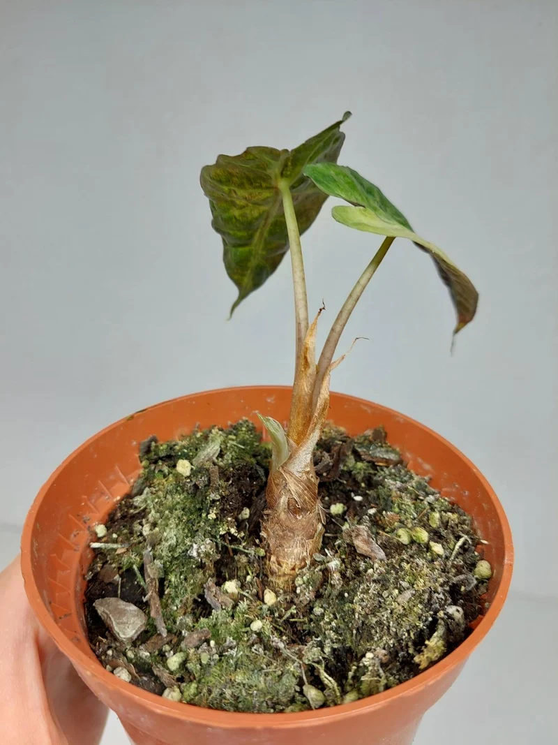 Sad Plants