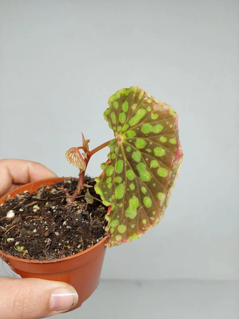 Sad Plants
