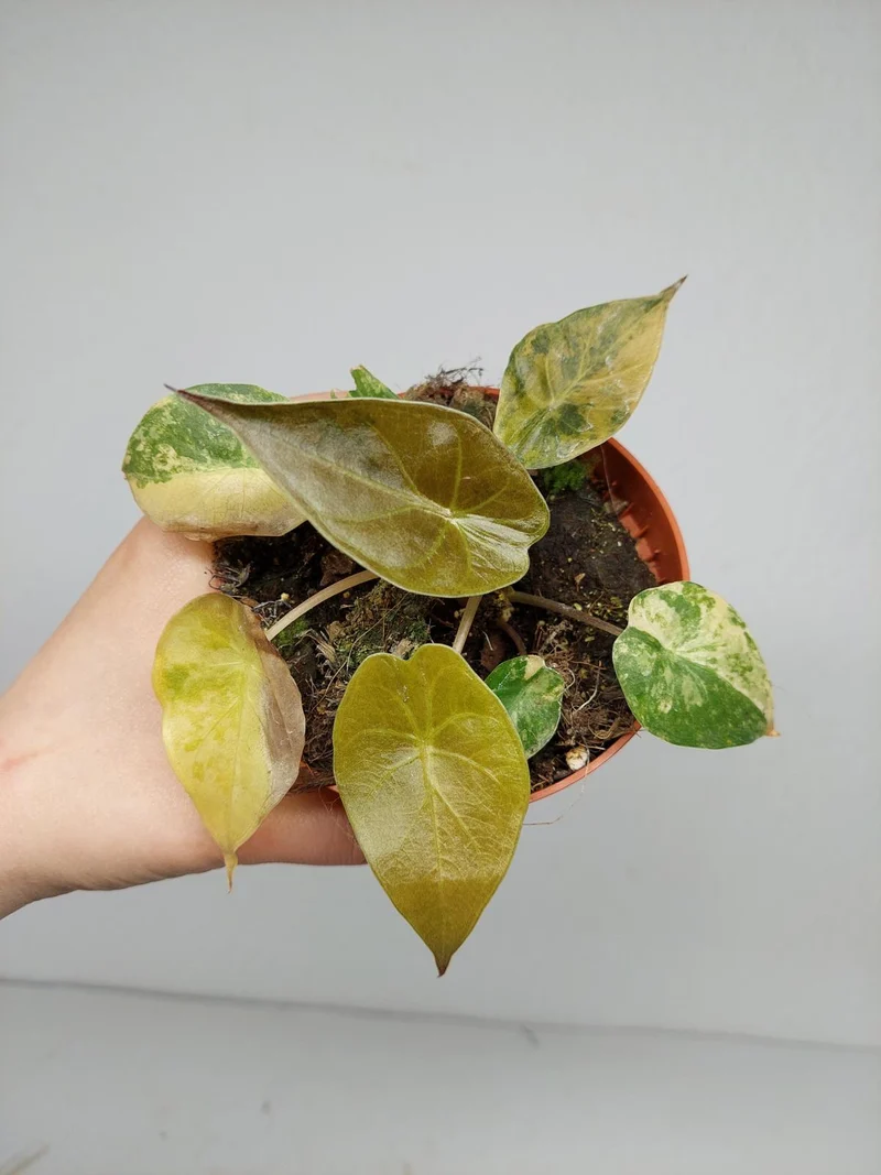 Sad Plants