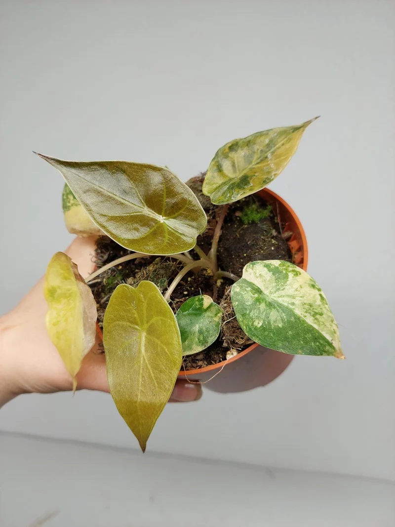 Sad Plants