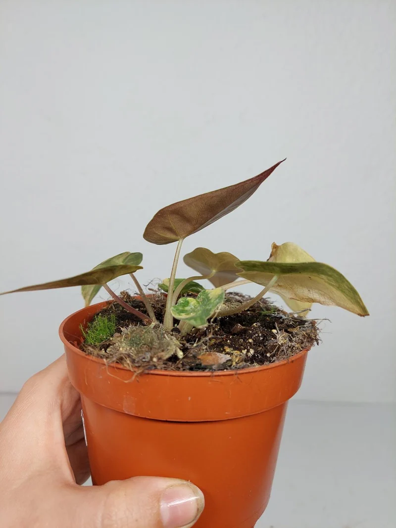 Sad Plants