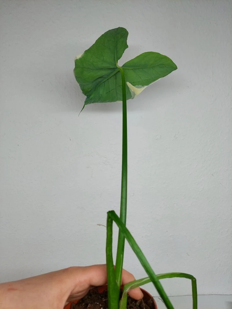 Sad Plants