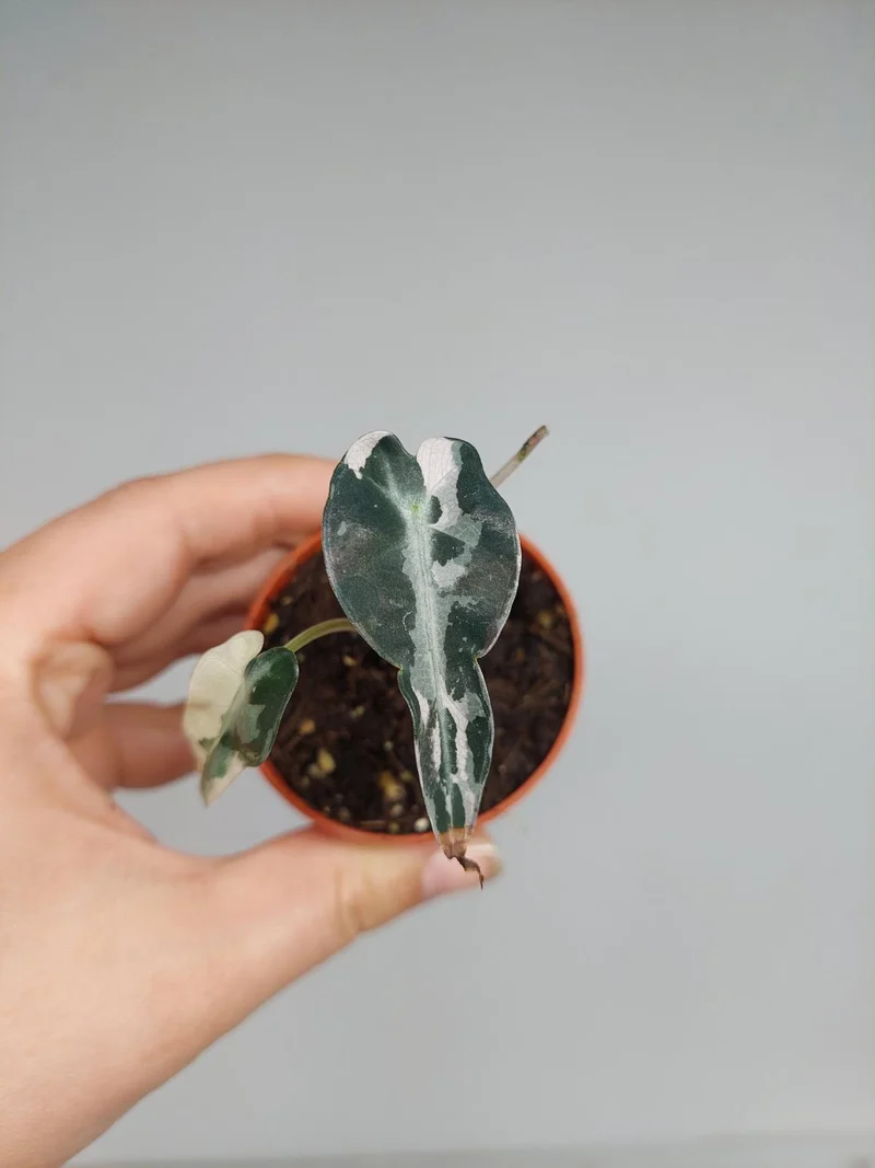 Sad Plants