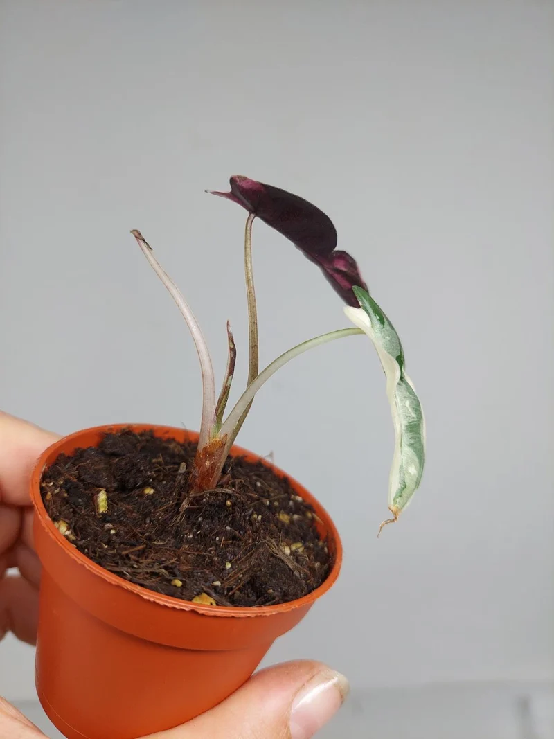 Sad Plants