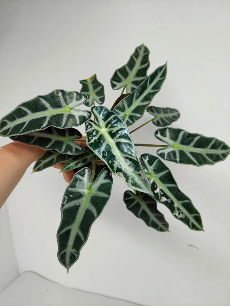 Sad Plants