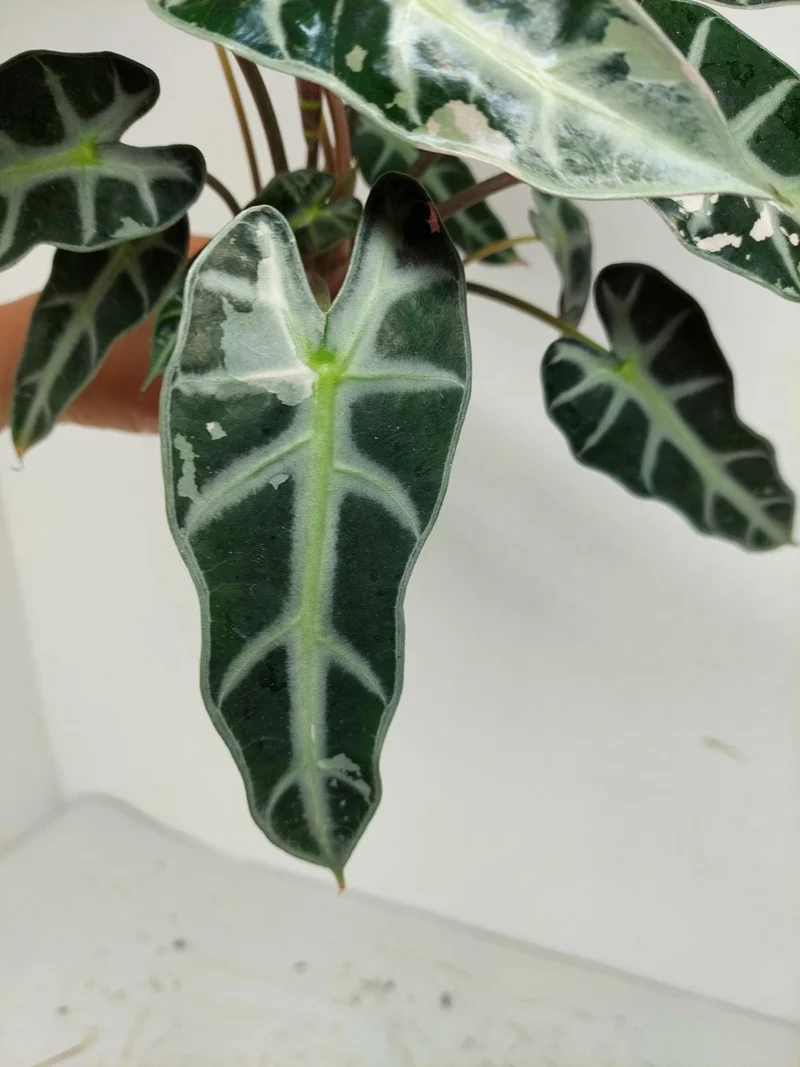 Sad Plants