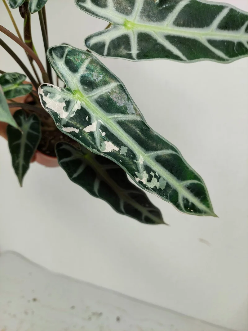 Sad Plants