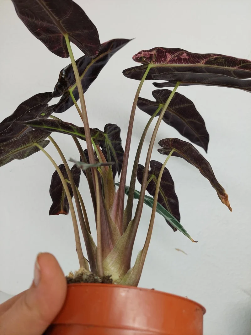 Sad Plants