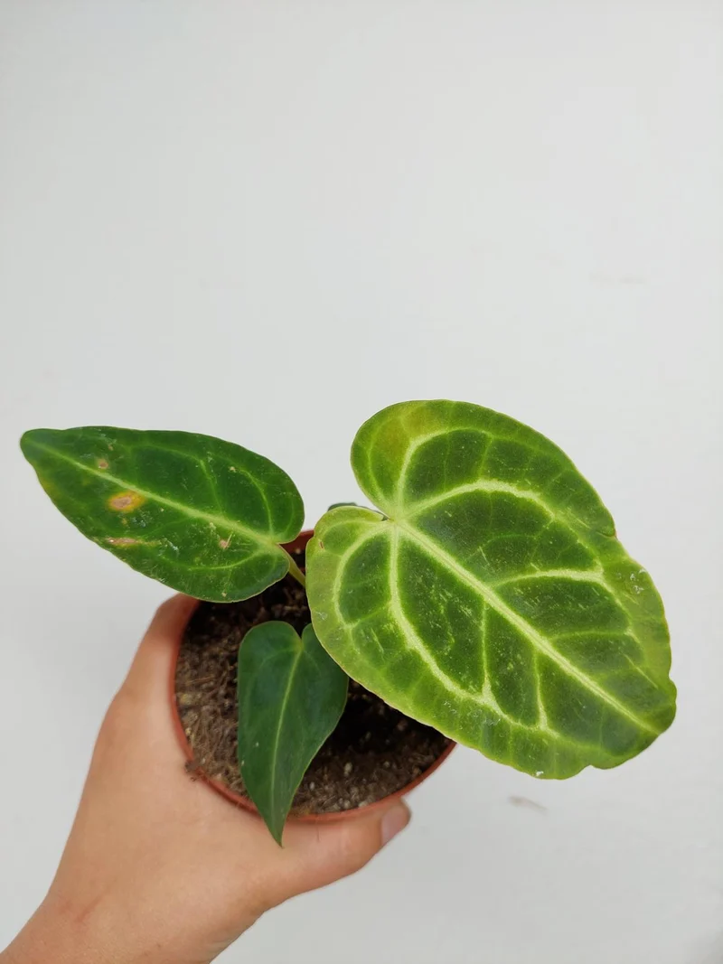 Sad Plants