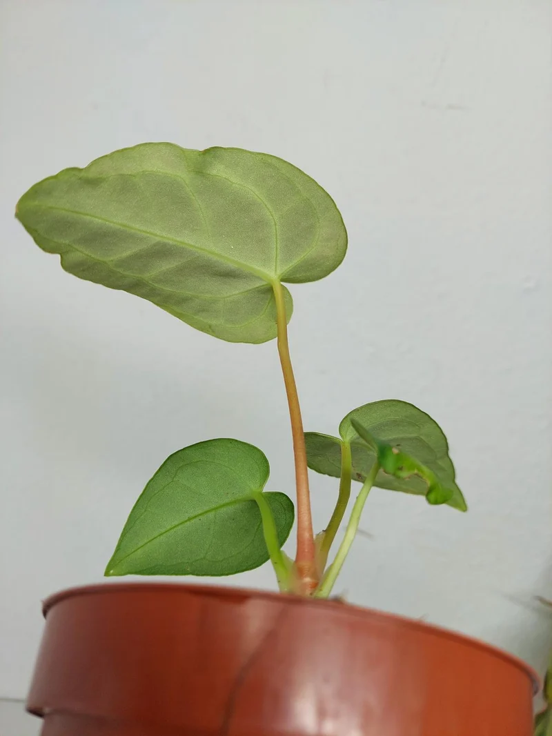 Sad Plants