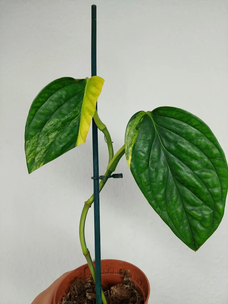 Sad Plants