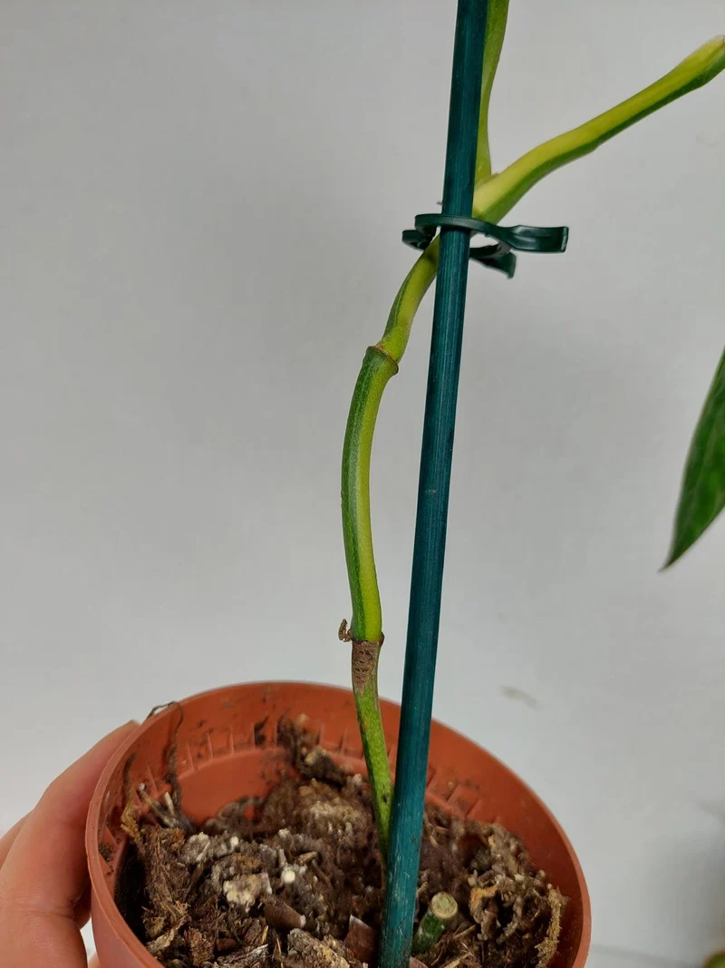 Sad Plants