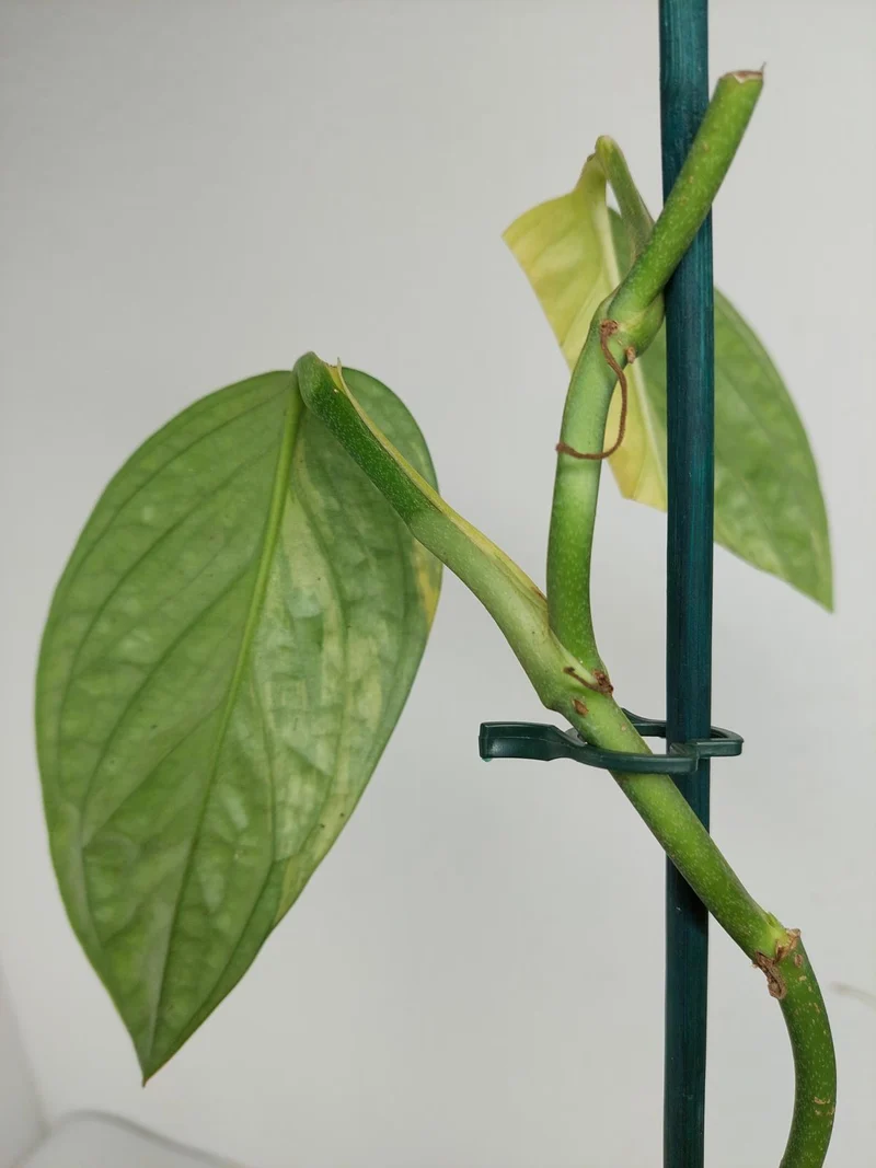 Sad Plants