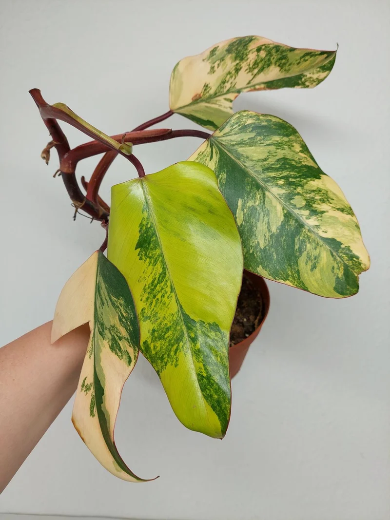 Sad Plants