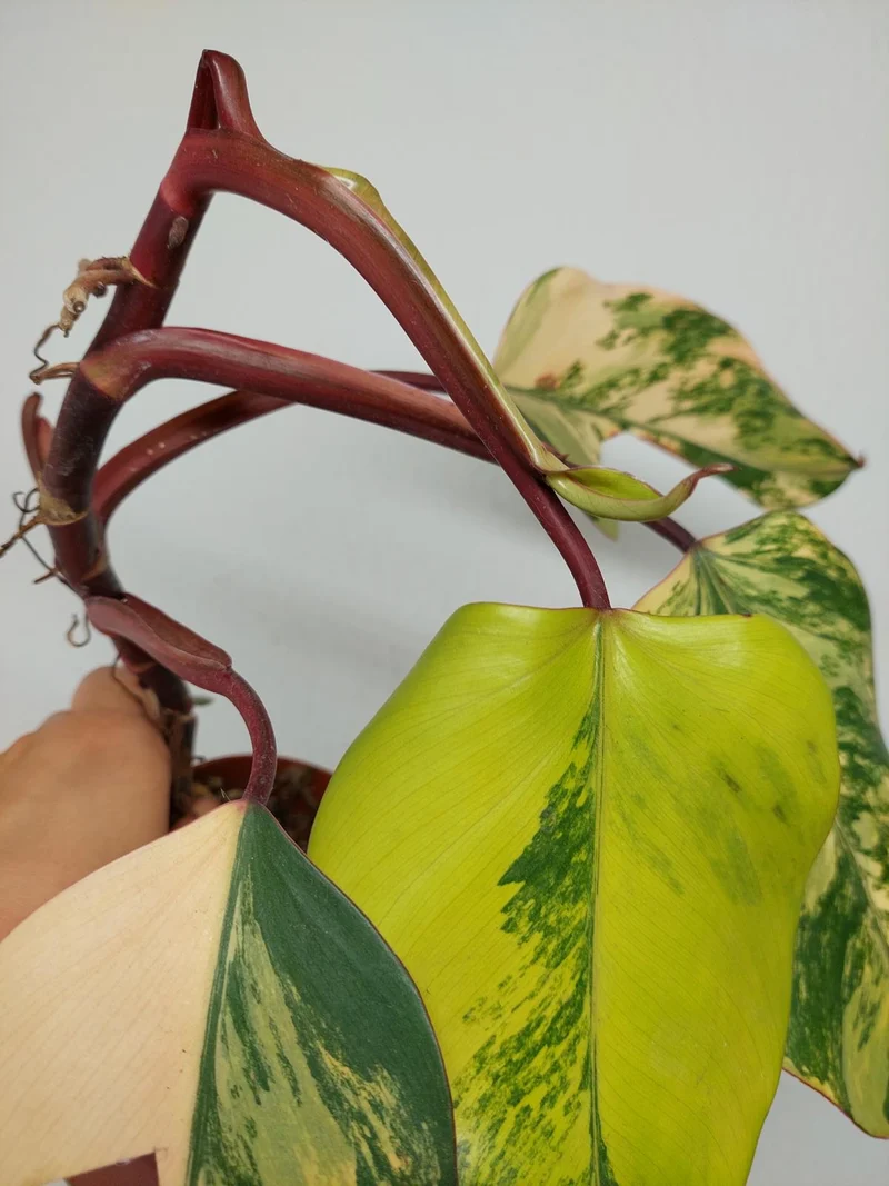 Sad Plants
