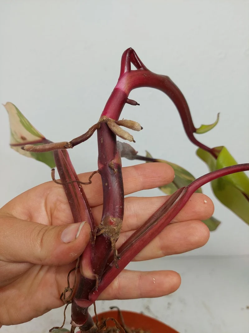Sad Plants