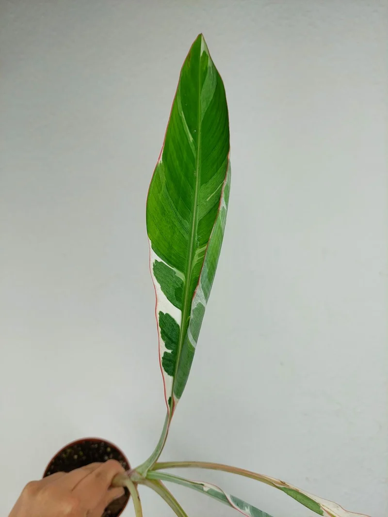 Sad Plants