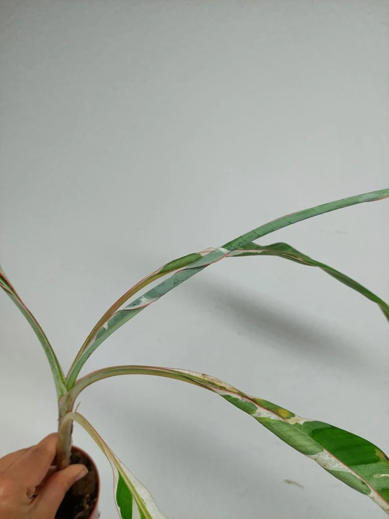 Sad Plants