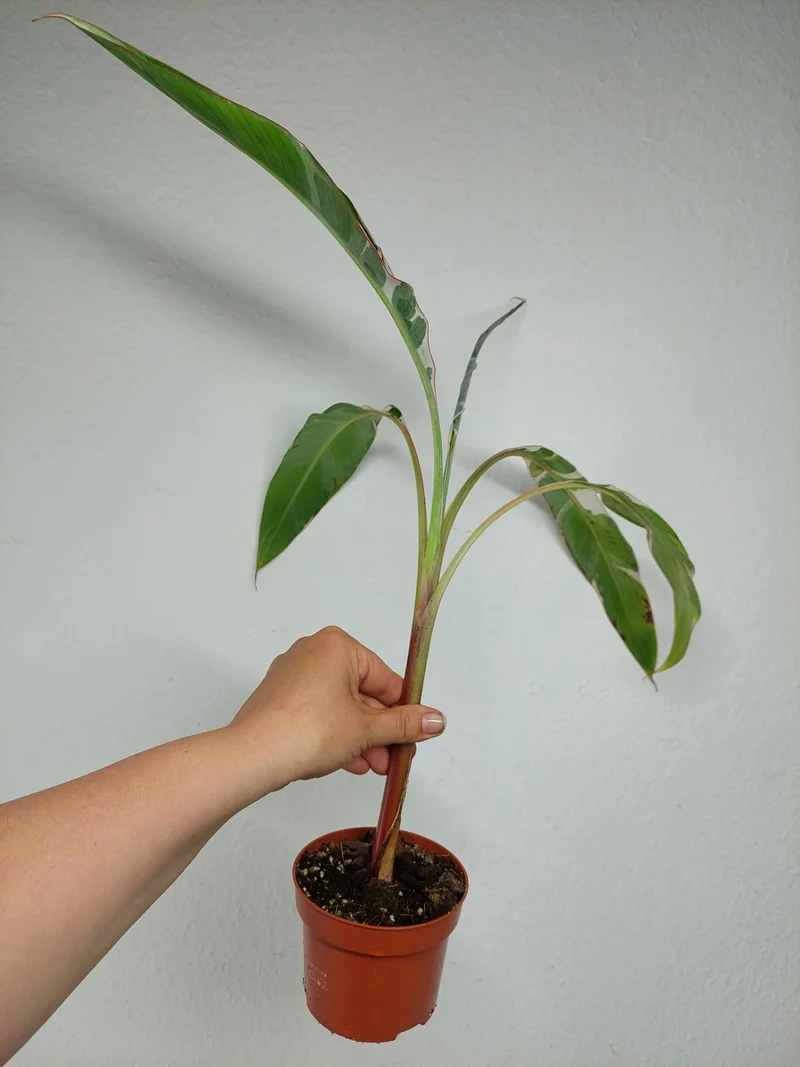 Sad Plants