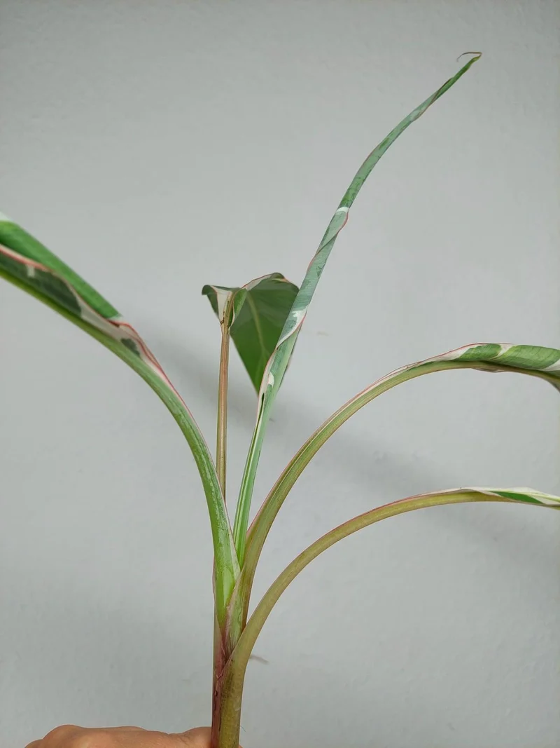 Sad Plants