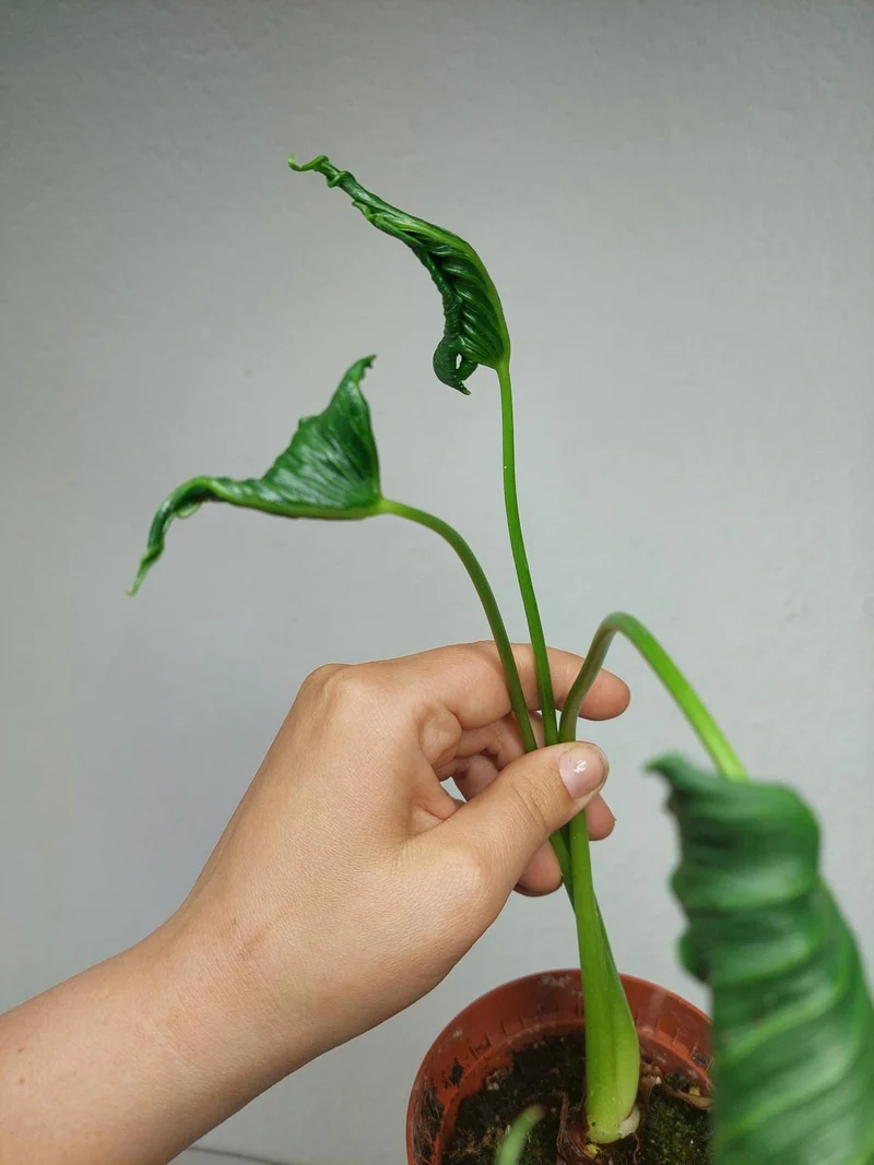 Sad Plants