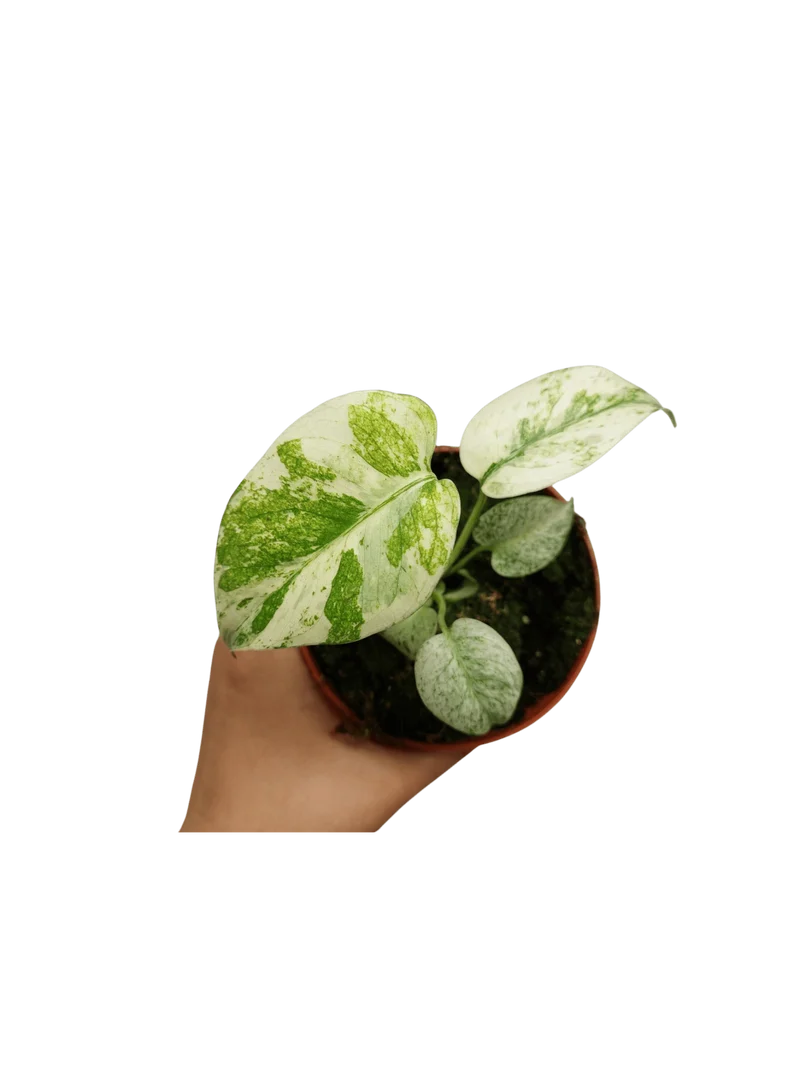 Monstera Mint Mutation