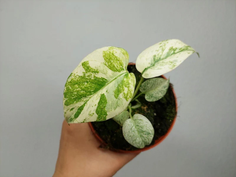 Monstera Mint Mutation