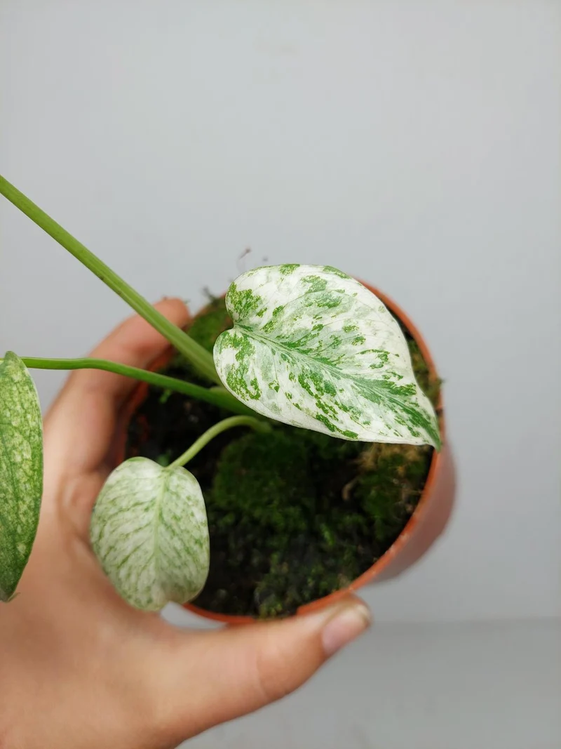 Monstera Mint Mutation