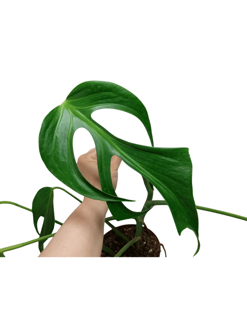 Monstera Burle Marx Flame Stecklinge