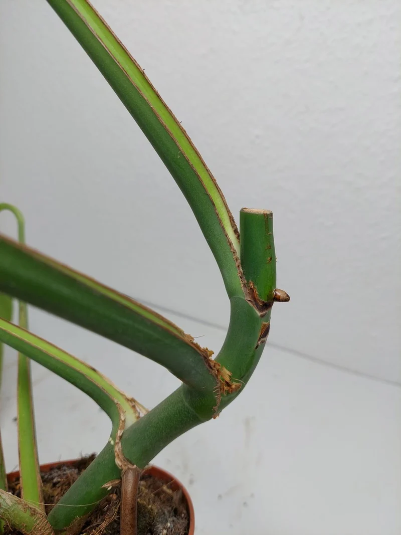 Monstera Burle Marx Flame Stecklinge
