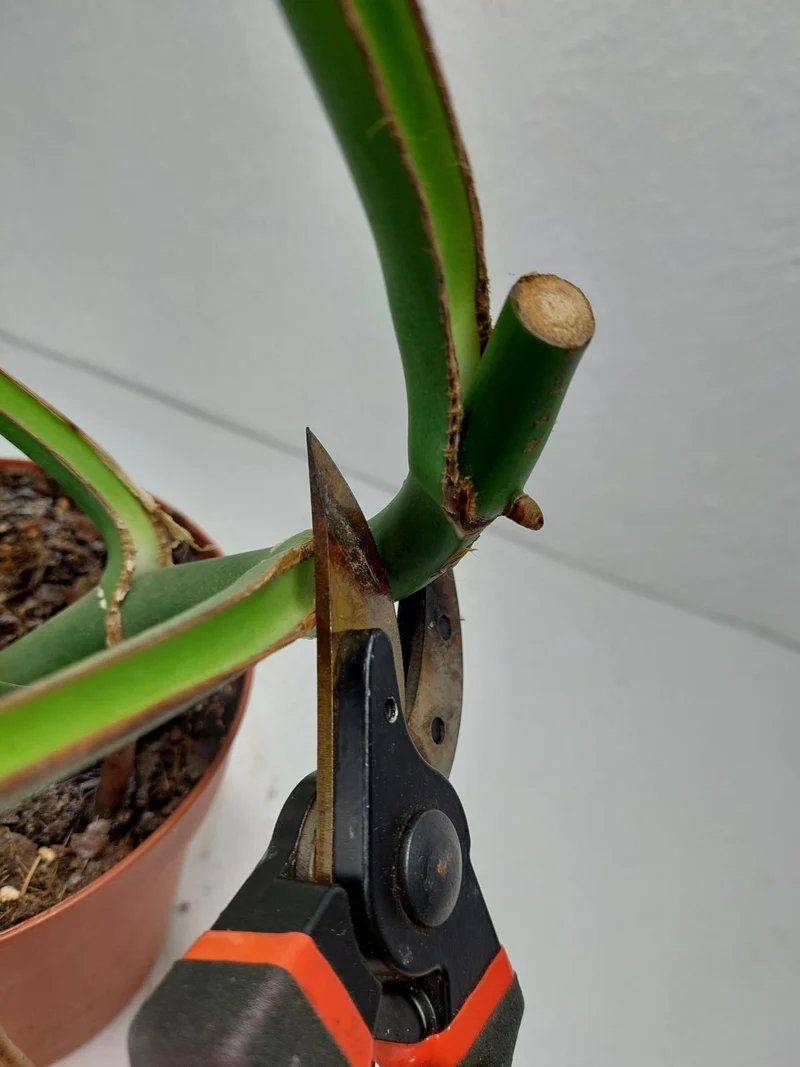 Monstera Burle Marx Flame Stecklinge