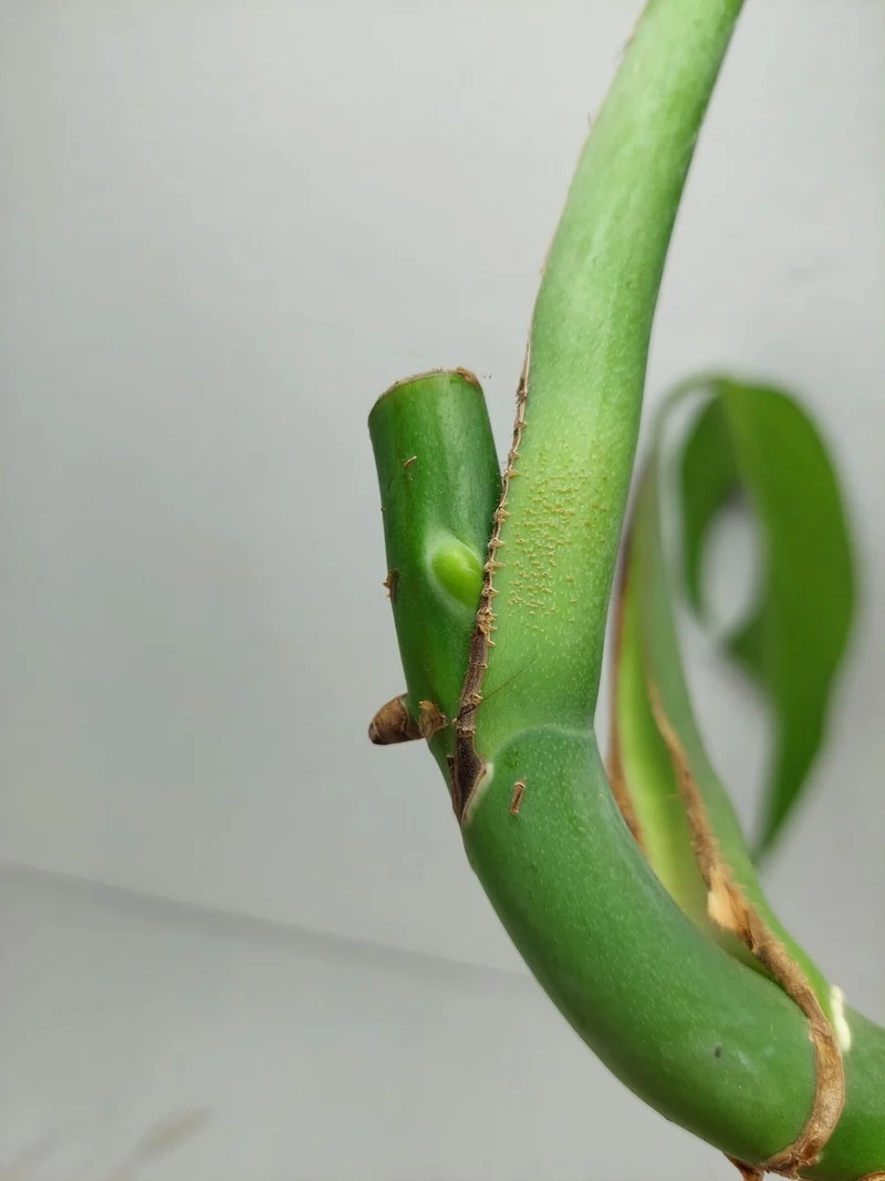 Monstera Burle Marx Flame Stecklinge