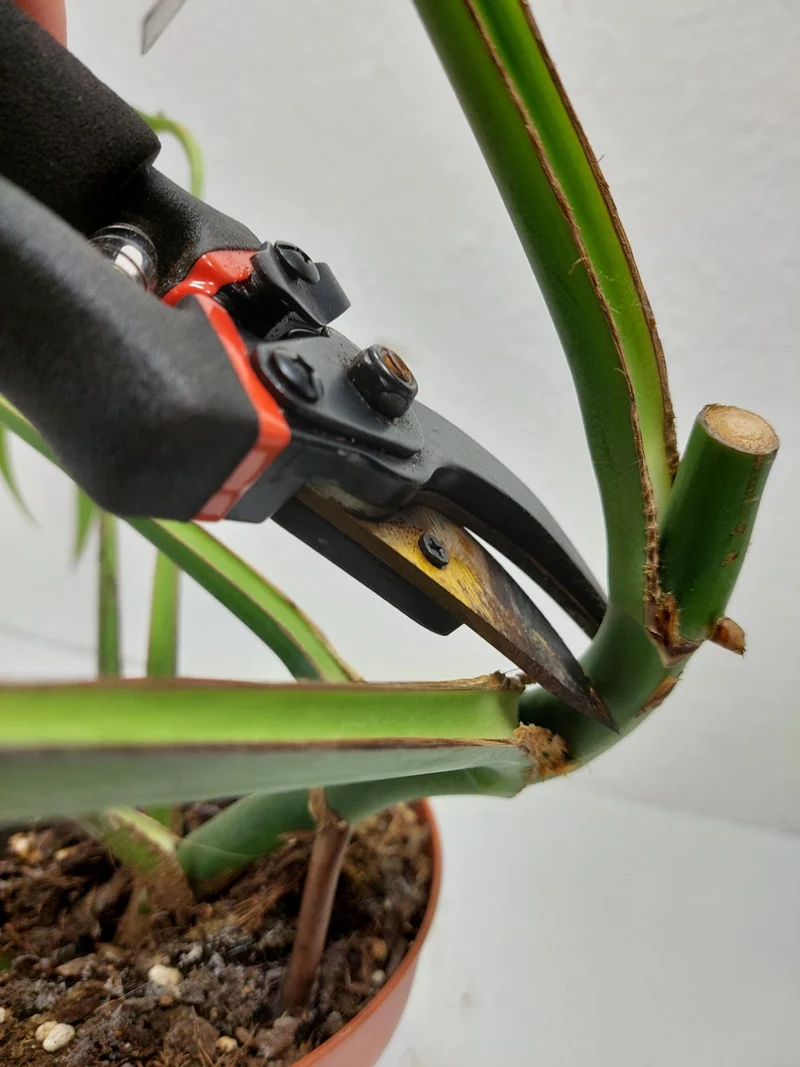 Monstera Burle Marx Flame Stecklinge