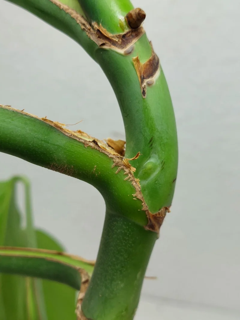 Monstera Burle Marx Flame Stecklinge