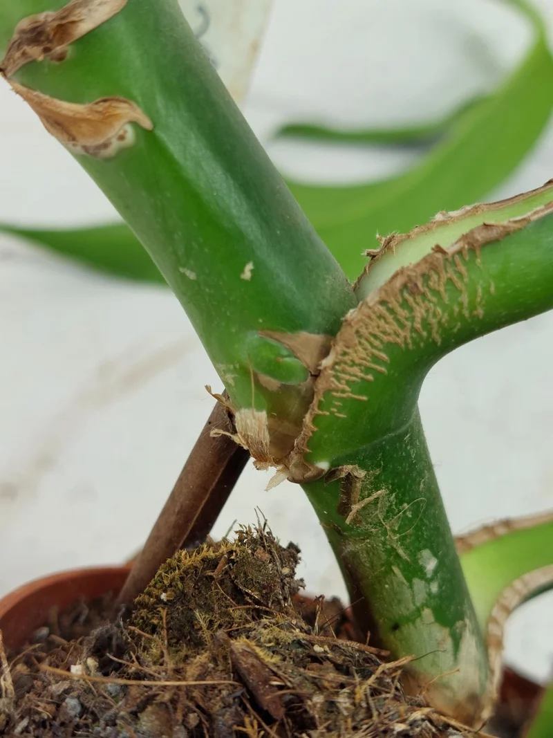 Monstera Burle Marx Flame Stecklinge