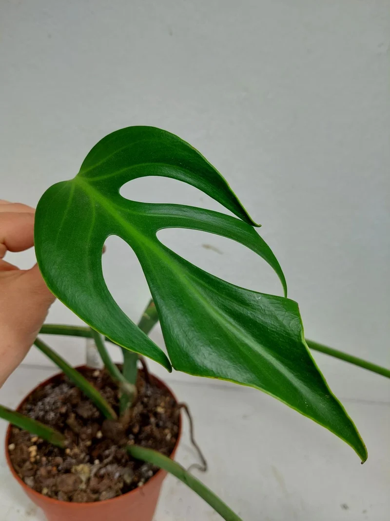 Monstera Burle Marx Flame Stecklinge