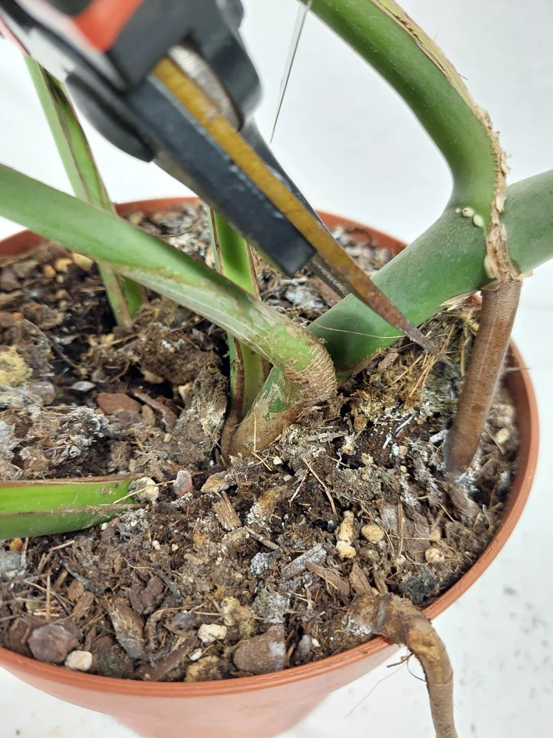 Monstera Burle Marx Flame Stecklinge