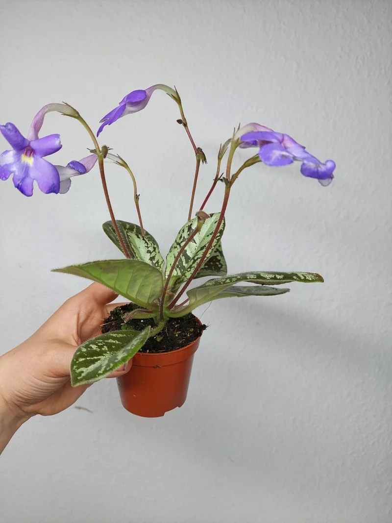 Michaelmoelleria Vietnamensis (zum aussuchen)