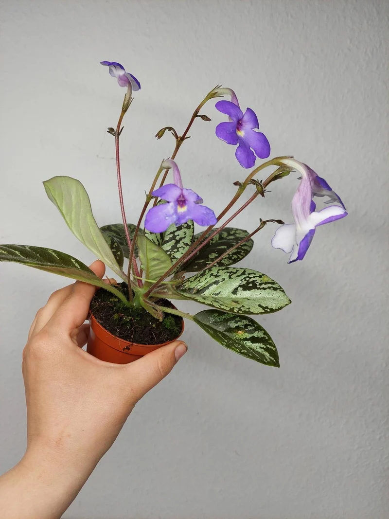 Michaelmoelleria Vietnamensis (zum aussuchen)